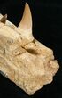 Mosasaur (Eremiasaurus) Jaw Section On Stand #11507-7